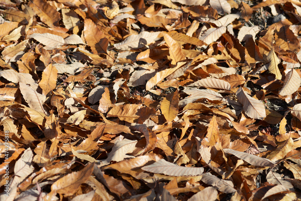 落葉　枯葉　葉模様