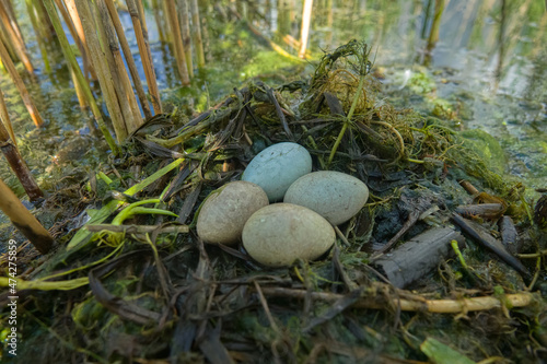 Bird's Nest Guide. Nidology. Slavonian grebe (Podiceps auritus) floating nest in reed beds of southern eutrophic lake with abundance of common reed (Phragmites australis) photo