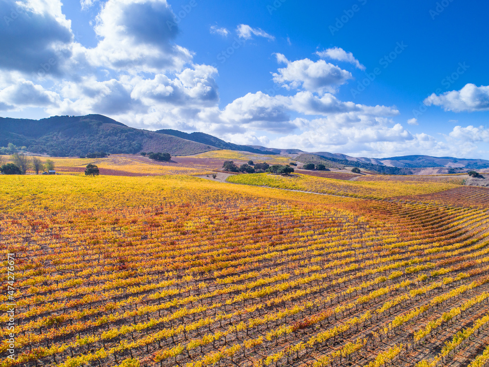 autumn vineyard, Santa Ynez Valley, California