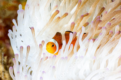 Fish in Indonesia