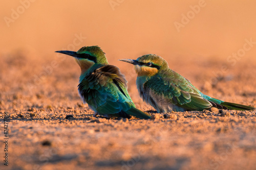 Merops persicus or blue-cheeked bee-eater sits on the branch photo