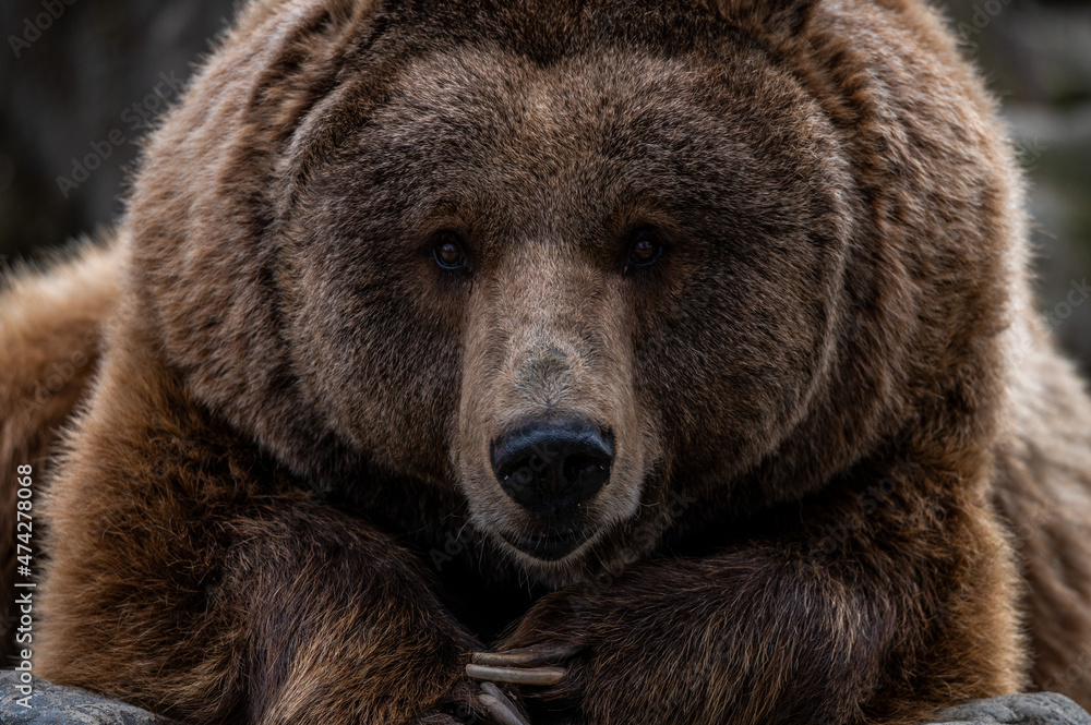 A brown bear (Ursus arctos) is seen in its enclosure at a Zoo