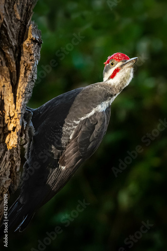 Pileated Woodpecker on Tree Trunk © Terence