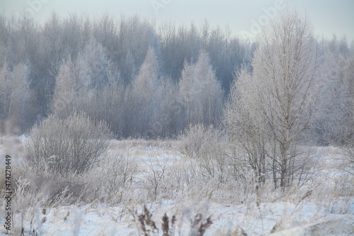 Winter forest with frost in frost covered with frost in winter