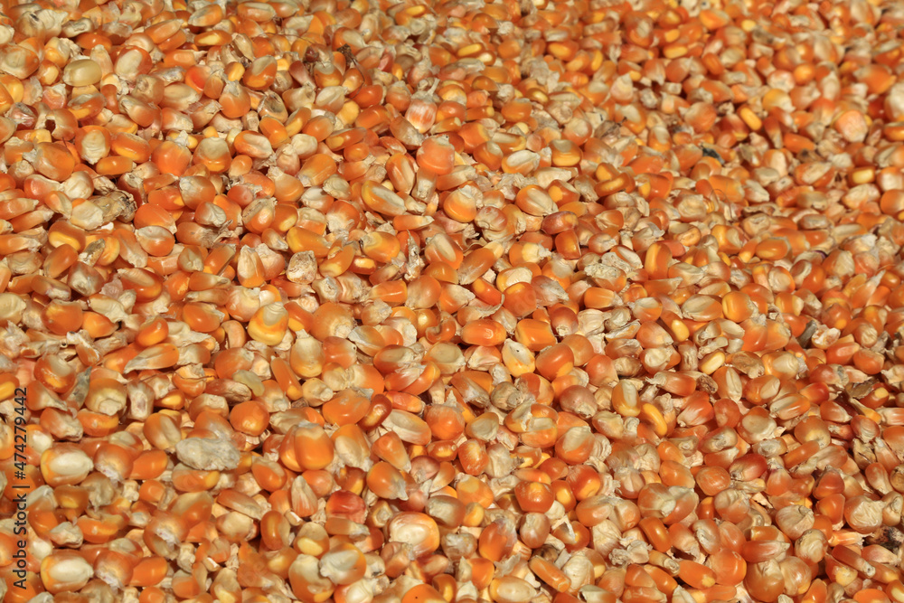 Mais - Lebensmittel (Hintergrund/Textur/Muster) Mais - Lebensmittel (Hintergrund/Textur/Muster)
