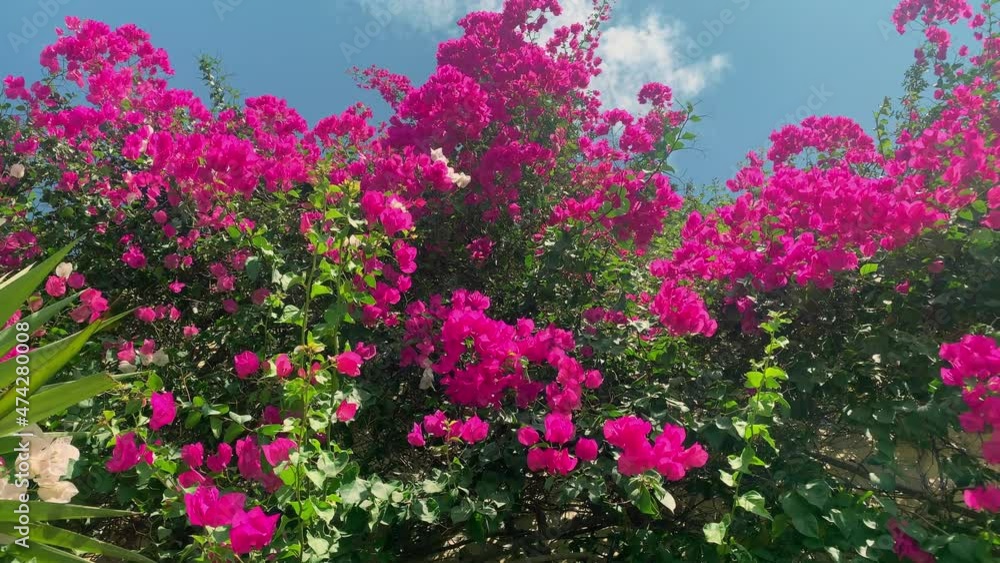 beautiful pink flowers on branches swaying in the wind mediterranean evergreen shrub blue sky with clouds beautiful pink flowers on branches swaying in the wind mediterranean evergreen shrub blue sky with clouds
