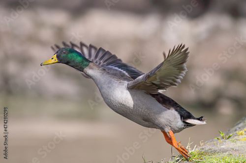 Wild duck taking off