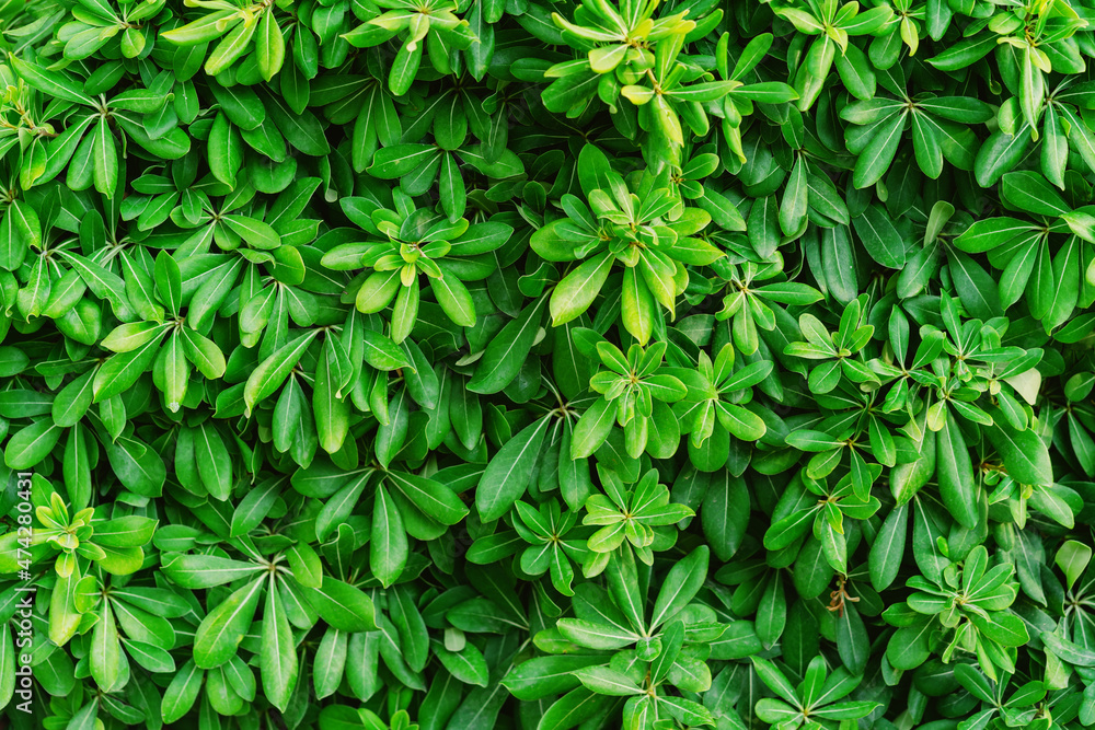 Hedge of small green leaves in spring. Natural background. Rich greenery. Plants in botanical garden. Hedge of small green leaves in spring. Natural background. Rich greenery. Plants in botanical garden.