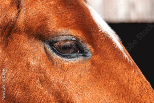 Horse eye close up. The muzzle of a stallion is brown