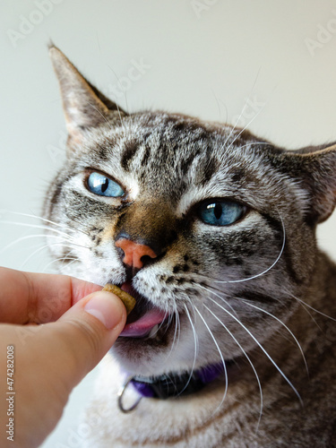 Person's hand feeding a gray tabby cat with blue eyes