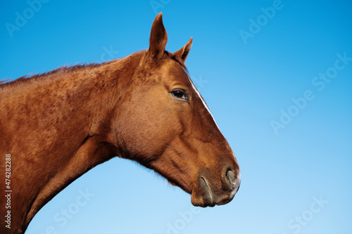 The head of a brown horse of the Russian Don breed on a background of blue sky. Stallion's strange mysterious gaze