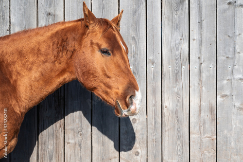 Portrait of a brown horse of the Russian Don breed in a wooden container for transportation. Horse head