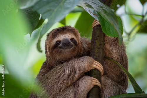 Close up of three toed sloth smiling in jungle tree in Costa Rica photo
