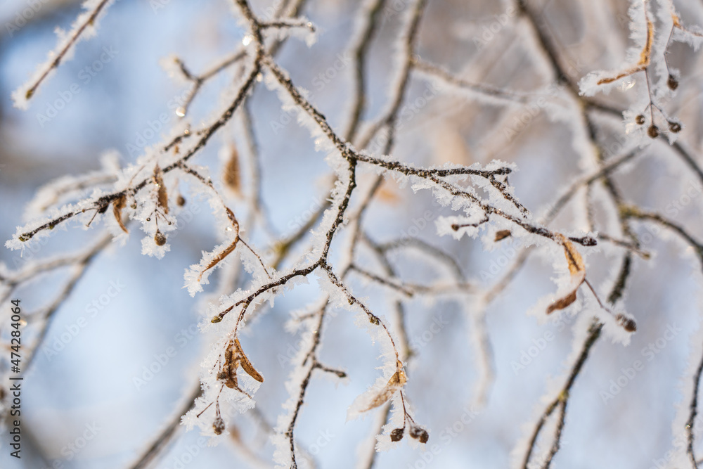 Winter. Delicate branches covered with frost. Winter. Delicate branches covered with frost.