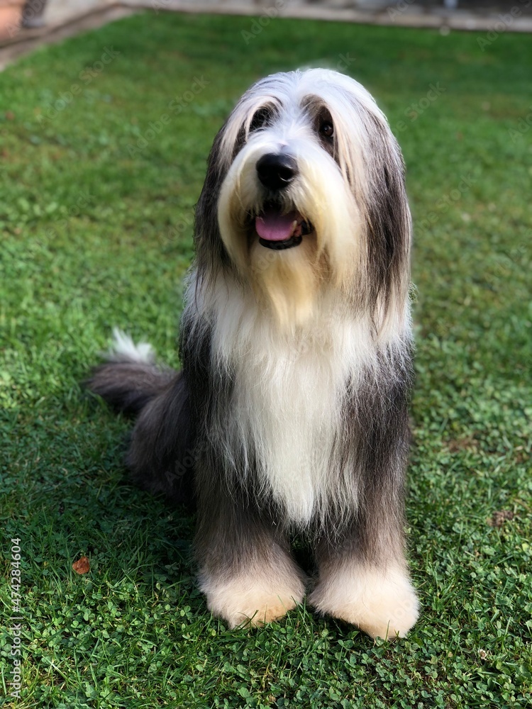 bearded collie bearded collie
