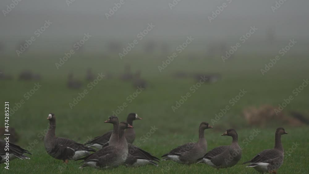 Tundra bean geese (Anser serrirostris) together with greater white-fronted geese (Anser albifrons) on a meadow Tundra bean geese (Anser serrirostris) together with greater white-fronted geese (Anser albifrons) on a meadow