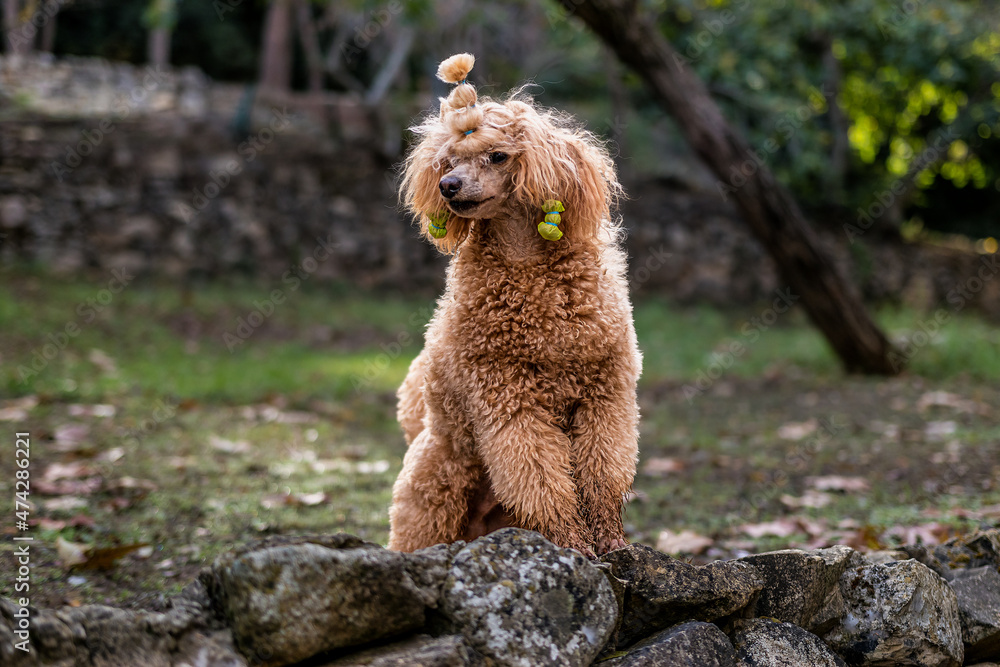 Poodle is a breed that at the moment belongs mainly to the group of decorative dogs.
