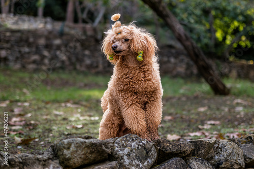 Poodle is a breed that at the moment belongs mainly to the group of decorative dogs.