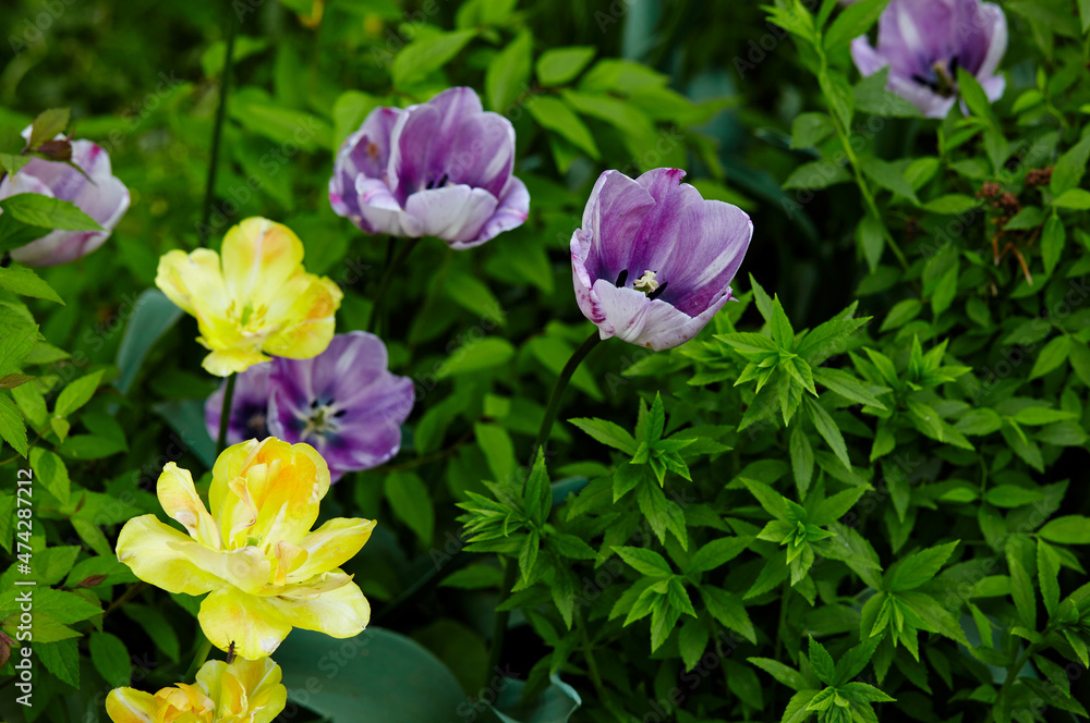 Beautiful tulip flowers blooming in a garden. Beauty tulip plant in the spring garden in rays of sunlight in nature. Blur background with bokeh image, selective focus Beautiful tulip flowers blooming in a garden. Beauty tulip plant in the spring garden in rays of sunlight in nature. Blur background with bokeh image, selective focus