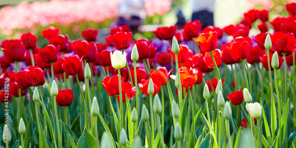 Fototapeta premium Beautiful tulip flowers blooming in a garden. Beauty tulip plant in the spring garden in rays of sunlight in nature. Blur background with bokeh image, selective focus