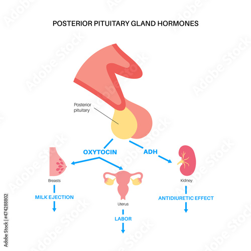 Pituitary gland hormones