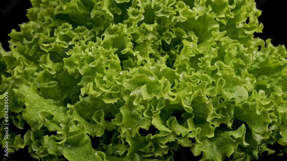 Close up view of green, fresh lettuce with water drops rotating on black background. Close up view of green, fresh lettuce with water drops rotating on black background.