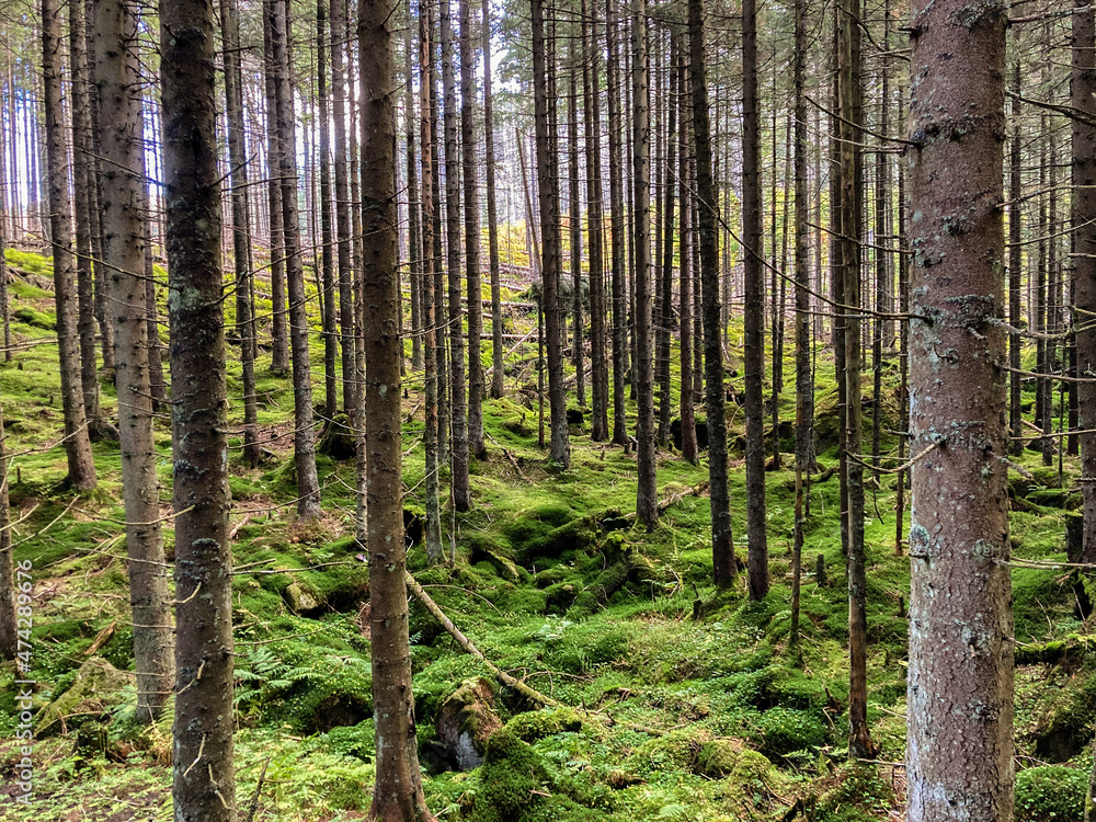 trees in the forest trees in the forest