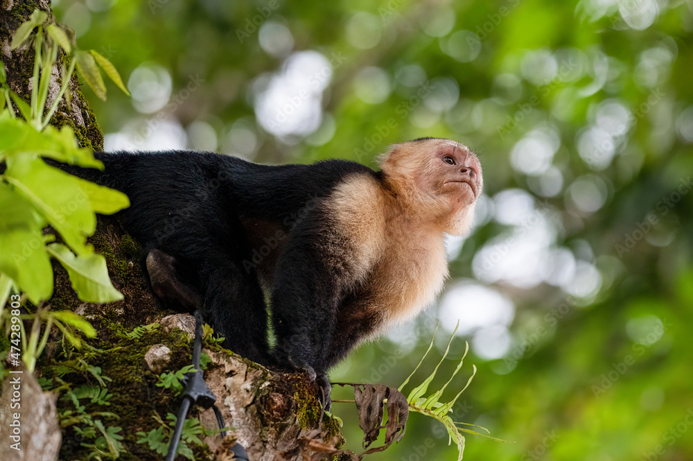 Fototapeta premium White-Faced or Capuchin Monkey in Costa Rica