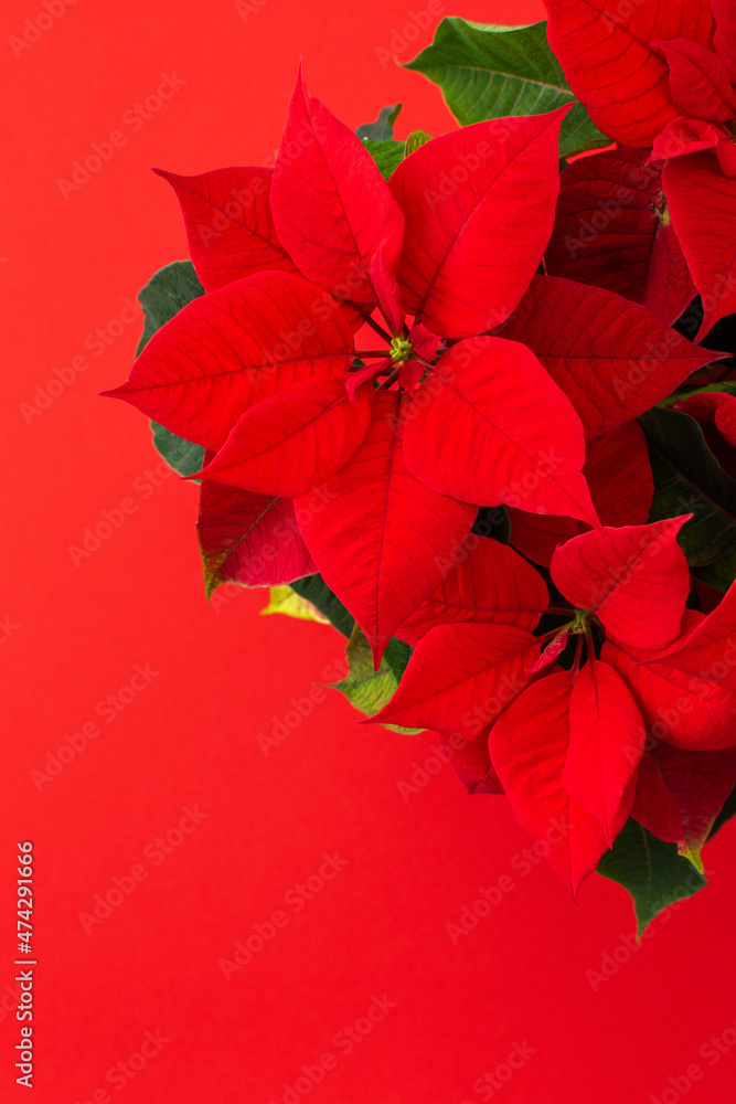 Beautiful Christmas flower Poinsettia close-up on a red background