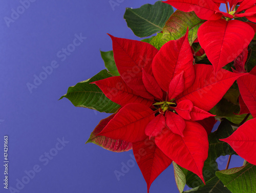 Beautiful Christmas flower Poinsettia close-up on the trend color of 2022 Very Peri