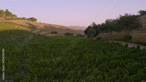 Incredible footage of a natural scenic California vineyard, featuring rolling hills and vast views of incredible lush grapes against a backdrop of golden mountain ranges.