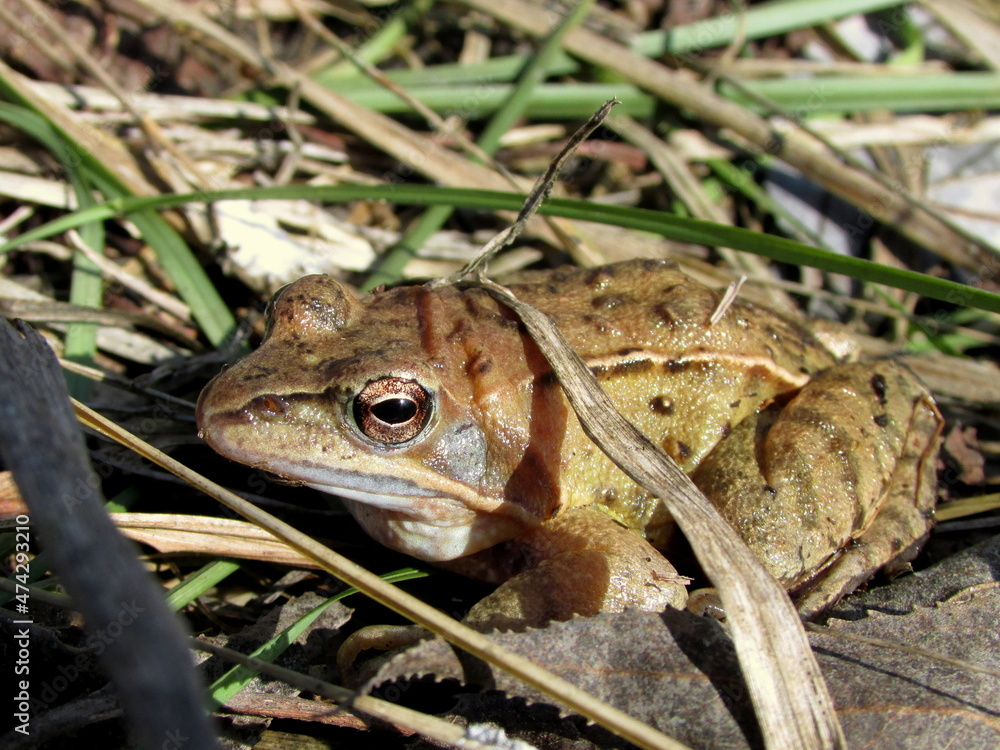 Fototapeta premium frog on the grass