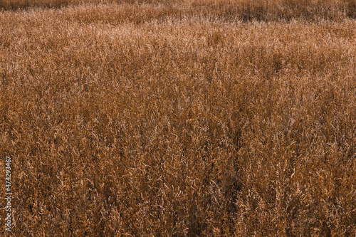Vászonkép Field of fall grass in the plains