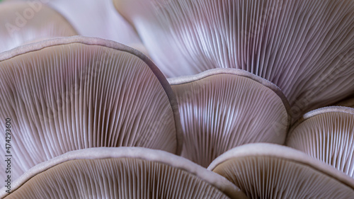 Mushroom texture pattern for design and decoration. Mushrooms macro. Edible mushrooms texture. Oyster mushroom pattern.