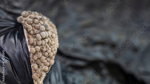 Mycelium close-up. Oyster mushrooms. Edible mushrooms close-up. Biological background. Eco food.