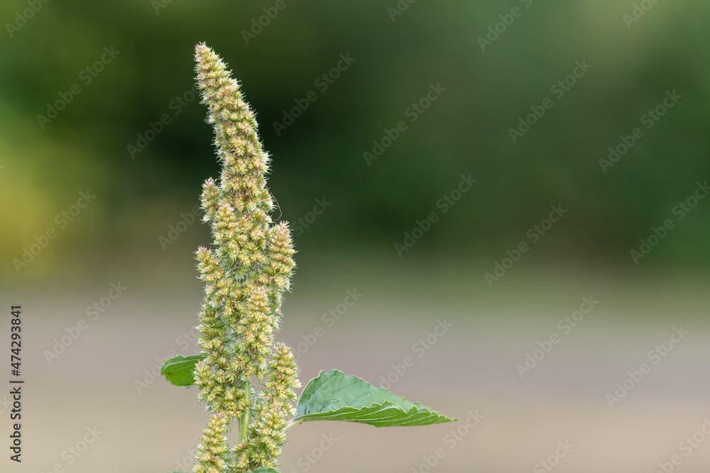 Close up of seeds on a millet plant