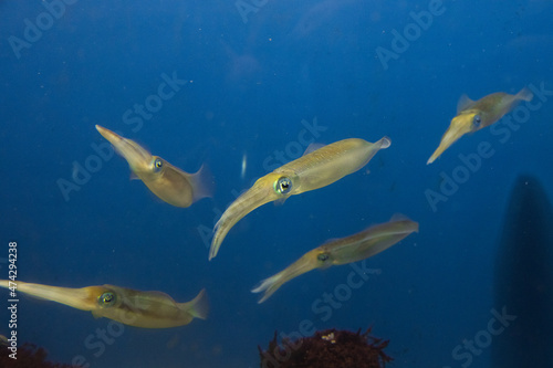 イカって英語でなんて言うの？ squid