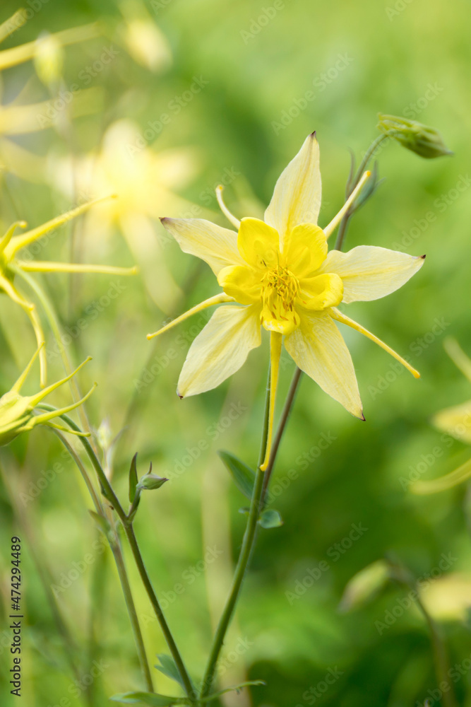 Obraz premium Aquilegia flowers on a natural green background. Yellow columbines blooming in the garden.