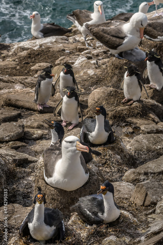 Bird creche photo