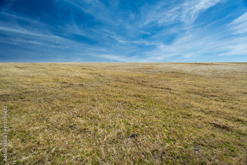 Straw coloured grassland and blue sky