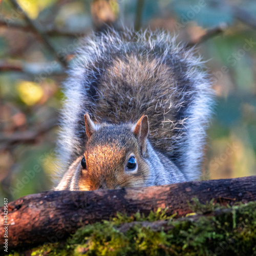 grey squirrel peeking over a tree branch.