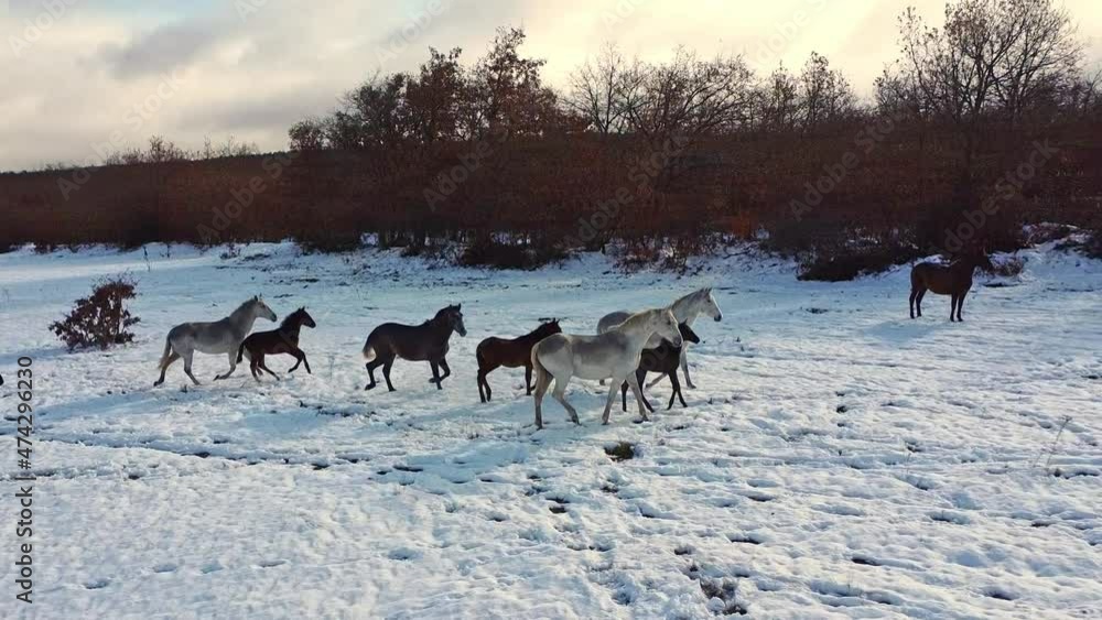 Stock video, drone view of group of horses in the field with snow Stock video, drone view of group of horses in the field with snow