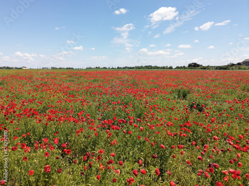 Meadow of common poppy -  Papaver rhoeas. Wonderful field of blooming red flowers. Beautiful landscape, horizon and blue sky in the background