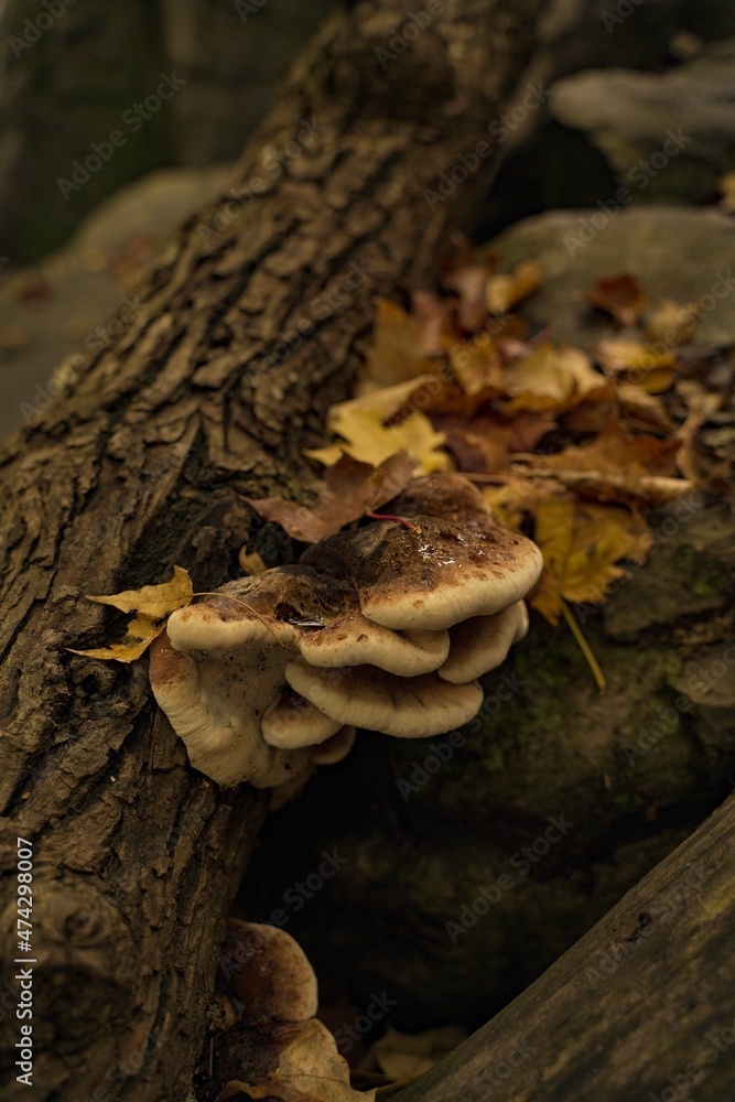 mushroom on tree in autumn forest mushroom on tree in autumn forest