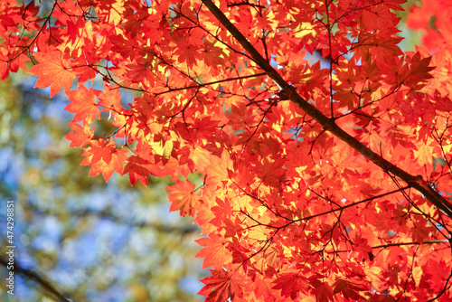 青空と真っ赤に紅葉したモミジ