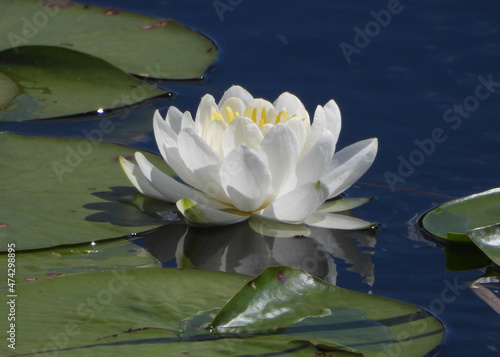 White Water Lily decorates the marches