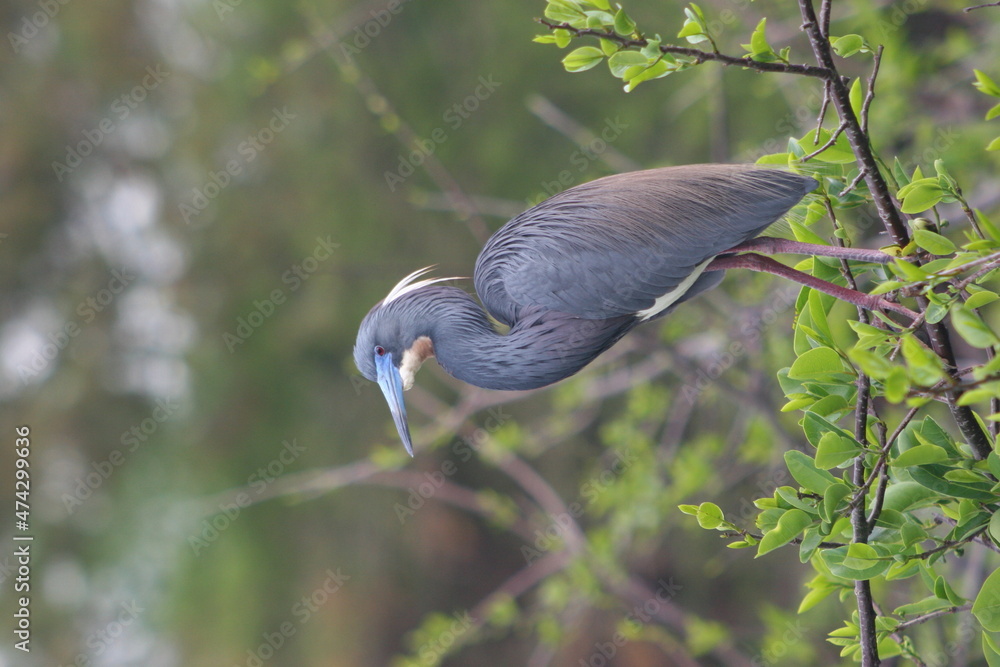 Naklejka premium tri color heron