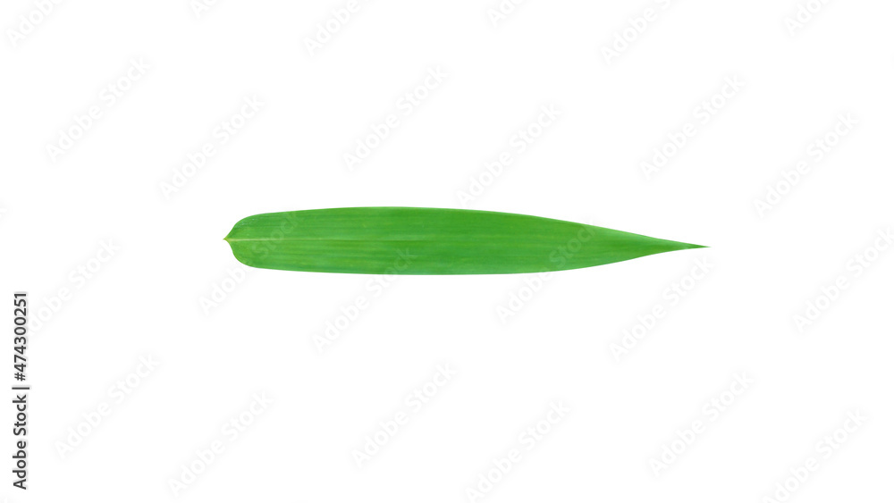 Obraz premium One bamboo leaf horizontally placed isolated on white background