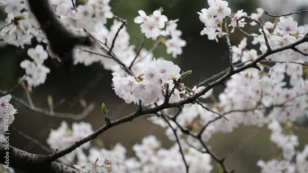 Japanese Cherry Blossom Blooming Japan Japanese Cherry Blossom Blooming Japan