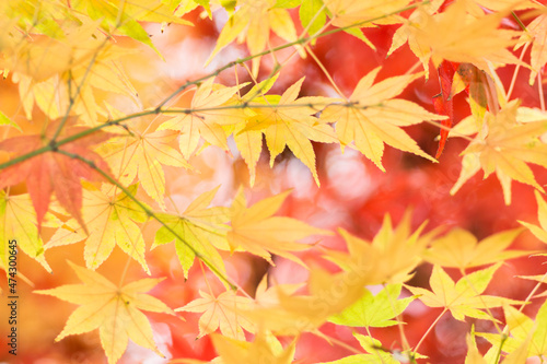 Autumn leaves background red and yellow. Maple.